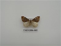 藏品(尺蛾615)的圖片